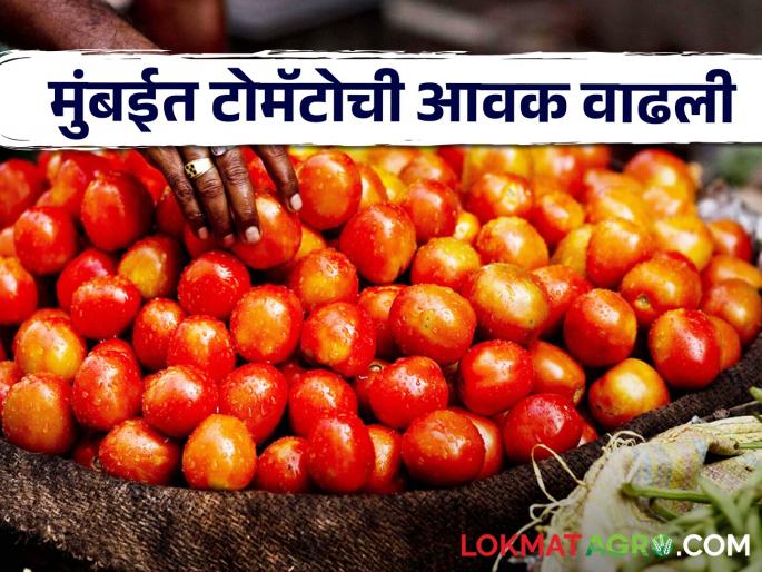 Latest News highest prices for tomatoes in Jalgaon, Nagpur, Mumbai market yard check here | Tomato Market : जळगाव, नागपूर, मुंबई बाजारात टोमॅटोला सर्वाधिक भाव, वाचा आजचे बाजारभाव Latest News highest prices for tomatoes in Jalgaon, Nagpur, Mumbai market yard check here | Tomato Market : जळगाव, नागपूर, मुंबई बाजारात टोमॅटोला सर्वाधिक भाव, वाचा आजचे बाजारभाव