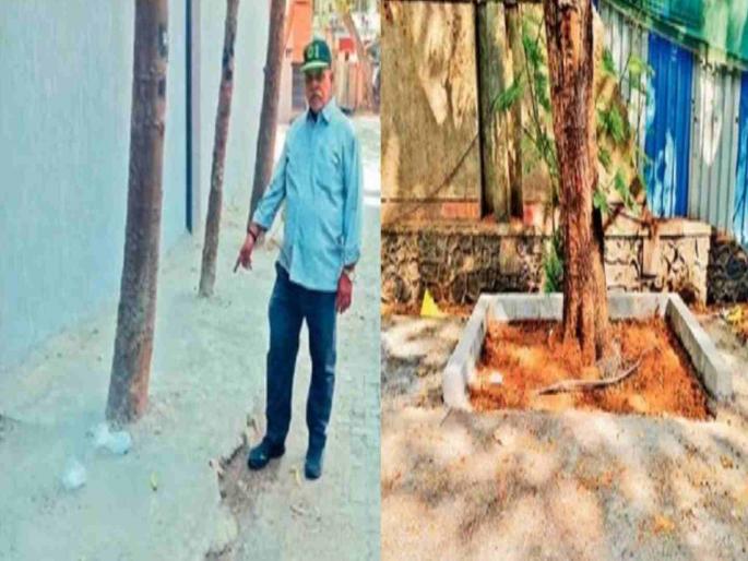 Concreting is being done around the tree stumps | झाडांभोवती सर्रास आवळला जातोय सिमेंट काँक्रिटीकरणाचा 'फास' Concreting is being done around the tree stumps | झाडांभोवती सर्रास आवळला जातोय सिमेंट काँक्रिटीकरणाचा 'फास'