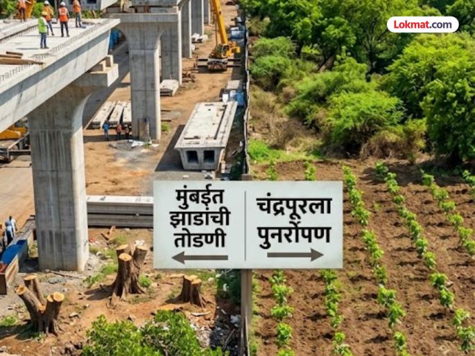 Trees cut in Mumbai replanted in Chandrapur how will the climate improve | मुंबईत झाडांची तोडणी; पुनर्रोपण चंद्रपूरला, हवामान कसे सुधारेल? Trees cut in Mumbai replanted in Chandrapur how will the climate improve | मुंबईत झाडांची तोडणी; पुनर्रोपण चंद्रपूरला, हवामान कसे सुधारेल?