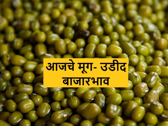 Good price for moong and urad at this place, know today's market price | या ठिकाणी मूग अन् उडदाला यंदा चांगला भाव, जाणून घ्या आजचे बाजारभाव