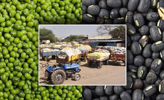 The purchase by Nafed in Washim district not yet start | वाशिम जिल्ह्यात नाफेडच्या मुग खरेदीचा मुहूर्तच नाही