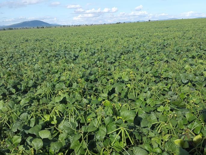 cultivation of urad and sorghum ban in six villages! | सहा गावांत शेतकऱ्यांनी बंद केला मूग, उडीद, ज्वारीचा पेरा! cultivation of urad and sorghum ban in six villages! | सहा गावांत शेतकऱ्यांनी बंद केला मूग, उडीद, ज्वारीचा पेरा!