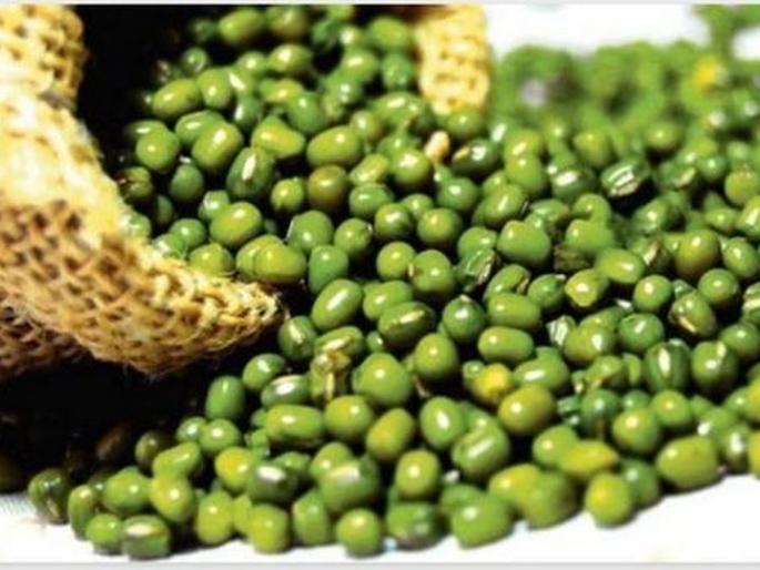  Mung rate reaches 6500 Rs. in Akola | मुगाचे दर पोहोचले ६,५०१ रुपयांवर!