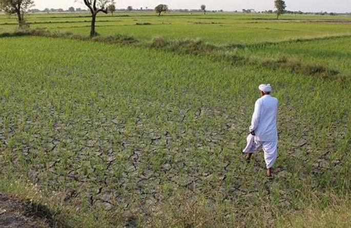 In Akola district, green gram and urad crop not sowing; Farmers worried! | अकोला जिल्ह्यात यंदाही बुडाले मूग, उडदाचे पीक; शेतकरी चिंतेत! In Akola district, green gram and urad crop not sowing; Farmers worried! | अकोला जिल्ह्यात यंदाही बुडाले मूग, उडदाचे पीक; शेतकरी चिंतेत!