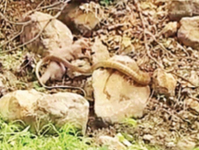 An hour and a half fight in a sugarcane field; Dhamana was destroyed by a mongoose | उसाच्या शेतात दीड तास फाइट; धामणचा मुंगुसाने पाडला फडशा An hour and a half fight in a sugarcane field; Dhamana was destroyed by a mongoose | उसाच्या शेतात दीड तास फाइट; धामणचा मुंगुसाने पाडला फडशा