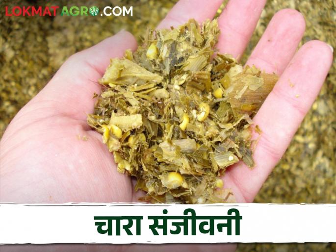 Due to this fodder there is an increase in milk production even during drought | दुष्काळातही ह्या चाऱ्यामुळे होतेय दुध उत्पादनात वाढ Due to this fodder there is an increase in milk production even during drought | दुष्काळातही ह्या चाऱ्यामुळे होतेय दुध उत्पादनात वाढ