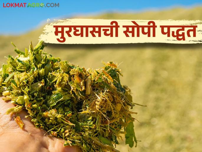 Murghas : How to make Silage by pit method read in detail | Murghas : खड्डा पद्धतीने मुरघास कसा बनवावा? वाचा सविस्तर Murghas : How to make Silage by pit method read in detail | Murghas : खड्डा पद्धतीने मुरघास कसा बनवावा? वाचा सविस्तर