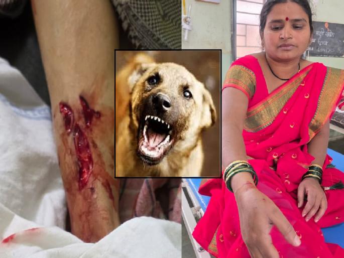 Eleven people were bitten by a stray dog ​​in Murgud kolhapur | Kolhapur: मुरगूडमध्ये पिसाळलेल्या कुत्र्याचा धुमाकूळ, अकरा जणांचा घेतला चावा; मतदानादिवशीच घटना घडल्याने गोंधळ