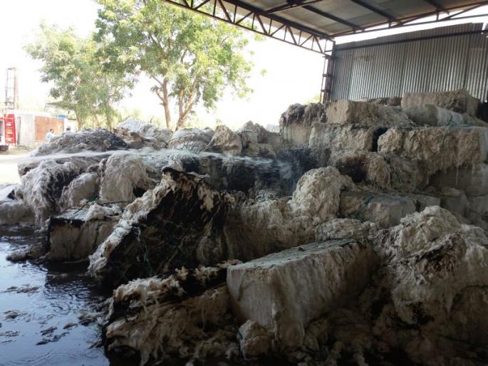 'Devrupa' pressing factory severe fire in Murthijapur; 32 lakh cotton sacks | मूर्तिजापुरात ‘देवकृपा’ प्रेसिंग फॅक्टरी भीषण आग; ३२ लाखांच्या कापसाच्या गठाणी खाक 
