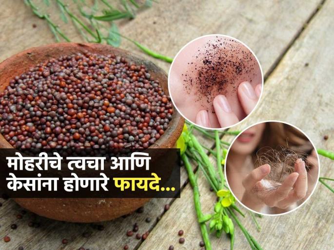 Not only mustard oil but also seeds are a beneficial for skin and hair, know the benefits | मोहरीचं तेलच नाही तर बियाही त्वचा आणि केसांसाठी वरदान, पाहा काय मिळतात फायदे, कसा कराल वापर Not only mustard oil but also seeds are a beneficial for skin and hair, know the benefits | मोहरीचं तेलच नाही तर बियाही त्वचा आणि केसांसाठी वरदान, पाहा काय मिळतात फायदे, कसा कराल वापर