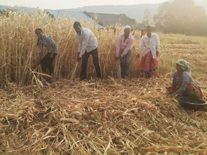 farmers started to harvest sorghum in fear of hail | गारपिटीच्या धास्तीने ज्वारीची सुगी करण्यासाठी लगबग farmers started to harvest sorghum in fear of hail | गारपिटीच्या धास्तीने ज्वारीची सुगी करण्यासाठी लगबग