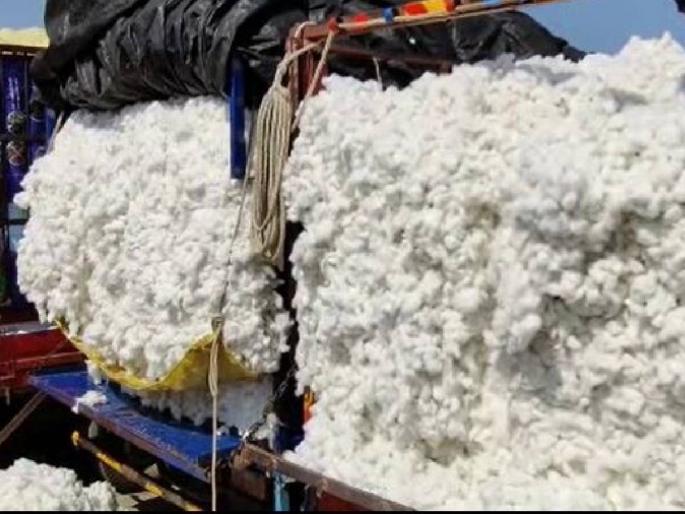 Cotton center of 'CCI' opened in Hingoli after 13 years, so much purchase was done on the first day.. | तब्बल १३ वर्षांनंतर हिंगोलीत 'सीसीआय'चे कापूस केंद्र सुरू, पहिल्याच दिवशी झाली एवढी खरेदी..
