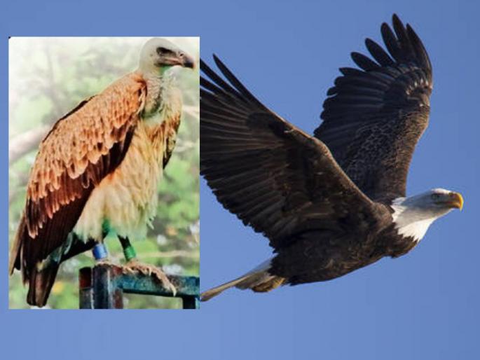 The story of two vultures... Born in Haryana, liberated in Maharashtra and settled in Madhya Pradesh | दोन गिधाडांची गोष्ट... जन्म हरयाणात, मुक्तता महाराष्ट्रात आणि स्थायिक मध्य प्रदेशात