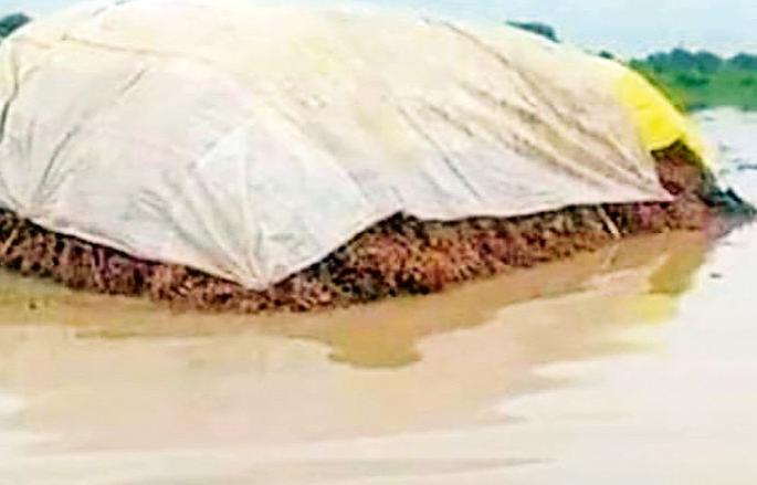 Returning rains brought soybeans, cotton swabs; Hundreds of farmers worried | परतीच्या पावसाने सोयाबीनला, कपाशीला आले कोंब; शेकडो शेतकरी चिंताग्रस्त Returning rains brought soybeans, cotton swabs; Hundreds of farmers worried | परतीच्या पावसाने सोयाबीनला, कपाशीला आले कोंब; शेकडो शेतकरी चिंताग्रस्त