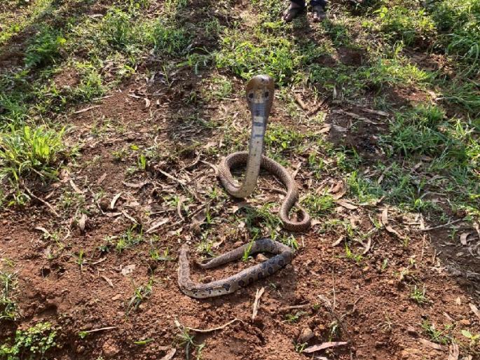 Baap re .... Nagane swallowed poisonous ghonas | बाप रे....नागाने गिळला विषारी घोणस Baap re .... Nagane swallowed poisonous ghonas | बाप रे....नागाने गिळला विषारी घोणस