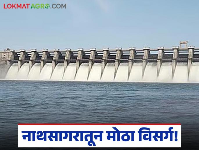 latest news Jayakwadi Dam Water Release: Large discharge from Nathsagar; Shahgad Dam likely to go under water for the fifth time! | Jayakwadi Dam Water Release : नाथसागरातून मोठा विसर्ग; पाचव्यांदा शहागड बंधारा पाण्याखाली जाण्याची शक्यता! latest news Jayakwadi Dam Water Release: Large discharge from Nathsagar; Shahgad Dam likely to go under water for the fifth time! | Jayakwadi Dam Water Release : नाथसागरातून मोठा विसर्ग; पाचव्यांदा शहागड बंधारा पाण्याखाली जाण्याची शक्यता!