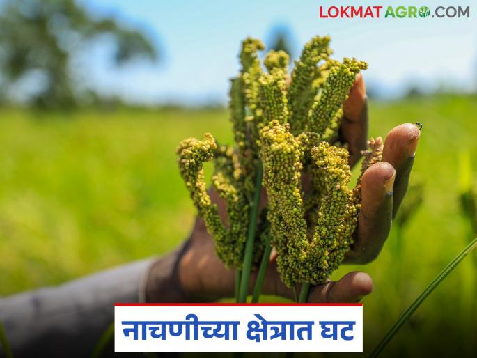 Nachani : After Sava and Varai, now this millet crop is on the verge of extinction from the fields | Nachani : सावा, वरई पाठोपाठ आता मिलेटचे 'हे' पिक शेतातून नामशेष होण्याच्या मार्गावर Nachani : After Sava and Varai, now this millet crop is on the verge of extinction from the fields | Nachani : सावा, वरई पाठोपाठ आता मिलेटचे 'हे' पिक शेतातून नामशेष होण्याच्या मार्गावर