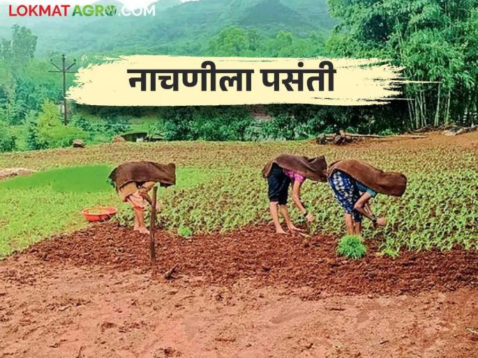 Ragi cultivation is speed up with paddy crop; how to cultivation | भाताबरोबर नाचणी लागवडीला येतोय वेग; कशी केली जाते लागवड