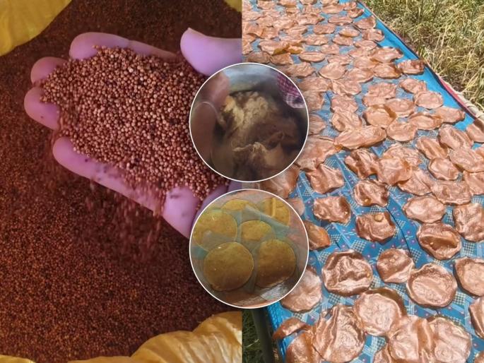 Valvan special Nachniche papad recipe Marathi Khandeshi nachni papad recipe Traditional recipe Healthy millet crackers recipe Ragi papad recipe Marathi | वाळवण स्पेशल : खानदेशात करतात तसे नागलीचे पापड करण्याची अस्सल पारंपरिक रेसिपी आणि प्रमाण, आजींच्या ३ टिप्स Valvan special Nachniche papad recipe Marathi Khandeshi nachni papad recipe Traditional recipe Healthy millet crackers recipe Ragi papad recipe Marathi | वाळवण स्पेशल : खानदेशात करतात तसे नागलीचे पापड करण्याची अस्सल पारंपरिक रेसिपी आणि प्रमाण, आजींच्या ३ टिप्स