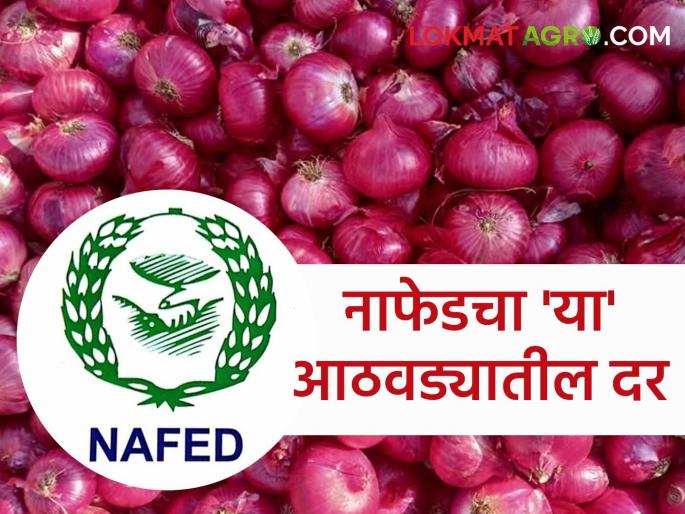 Latest news Nafed kanda kharedi New Nafed onion purchase price announced and deadline 4th august | Nafed Kanda Rate : नाफेड कांदा खरेदीचा नवा दर जाहीर, पण 'या' तारखेपर्यंतच खरेदी? वाचा सविस्तर Latest news Nafed kanda kharedi New Nafed onion purchase price announced and deadline 4th august | Nafed Kanda Rate : नाफेड कांदा खरेदीचा नवा दर जाहीर, पण 'या' तारखेपर्यंतच खरेदी? वाचा सविस्तर