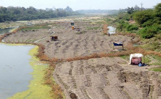 Conservation of sand deposits due to paddy fields | डांगर मळ्यांमुळे वाळू साठ्याचे संवर्धन