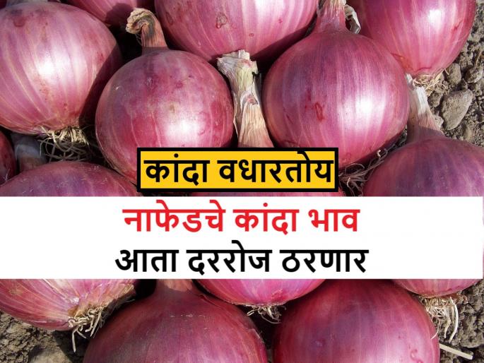 Nafed onion price: Onion market price increased after Nafed declare weekly purchasing price | Nafed onion price: नाफेडचा भाव फुटल्यावर बाजारात कांदा वधारला, नाफेड आता दररोज भाव जाहीर करणार Nafed onion price: Onion market price increased after Nafed declare weekly purchasing price | Nafed onion price: नाफेडचा भाव फुटल्यावर बाजारात कांदा वधारला, नाफेड आता दररोज भाव जाहीर करणार