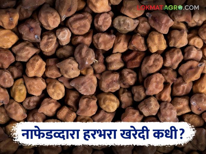Nafed Center: Will the slow pace of Tur procurement at Nafed Center affect the Harbhara? Read in detail | Nafed Center: नाफेड केंद्रावरील तूर खरेदीची मंदगती हरभऱ्याच्या मुळावर येईल का? वाचा सविस्तर Nafed Center: Will the slow pace of Tur procurement at Nafed Center affect the Harbhara? Read in detail | Nafed Center: नाफेड केंद्रावरील तूर खरेदीची मंदगती हरभऱ्याच्या मुळावर येईल का? वाचा सविस्तर