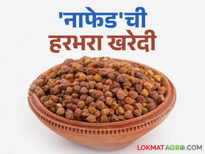 Nafed Harbhara Kharedi: latest news Farmers turned their backs on the Harbhara minimum support price center due to 'this' reason | Nafed Harbhara Kharedi: 'या' कारणामुळे शेतकऱ्यांनी हरभरा हमीभाव केंद्राकडे फिरवली पाठ Nafed Harbhara Kharedi: latest news Farmers turned their backs on the Harbhara minimum support price center due to 'this' reason | Nafed Harbhara Kharedi: 'या' कारणामुळे शेतकऱ्यांनी हरभरा हमीभाव केंद्राकडे फिरवली पाठ