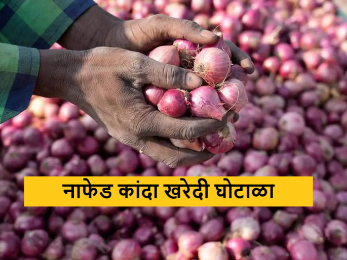 Nafed Onion Scam Investigation Team; Investigation by Gujarat authorities | नाफेड कांदा घोटाळा चौकशीला आले पथक; गुजरातच्या अधिकाऱ्यांकडून तपास Nafed Onion Scam Investigation Team; Investigation by Gujarat authorities | नाफेड कांदा घोटाळा चौकशीला आले पथक; गुजरातच्या अधिकाऱ्यांकडून तपास