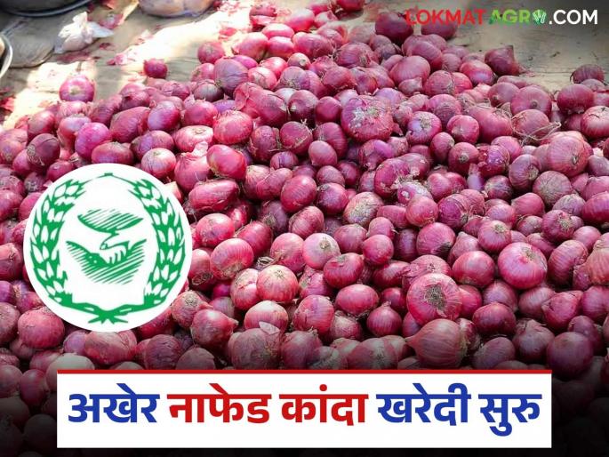 Latest news Finally Nafed onion procurement has started, see the list of societies in Nashik district | Nafed Kanda Kharedi : अखेर नाफेड कांदा खरेदी सुरु, पहा नाशिक जिल्ह्यातील सोसायट्यांची यादी Latest news Finally Nafed onion procurement has started, see the list of societies in Nashik district | Nafed Kanda Kharedi : अखेर नाफेड कांदा खरेदी सुरु, पहा नाशिक जिल्ह्यातील सोसायट्यांची यादी