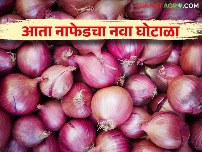 Nafed Onion Scam : Miracle of Nafed summer onion stored but red onion came out | Nafed Onion Scam : नाफेडचा चमत्कार, साठवला उन्हाळी कांदा, पण बाहेर निघाला लाल कांदा