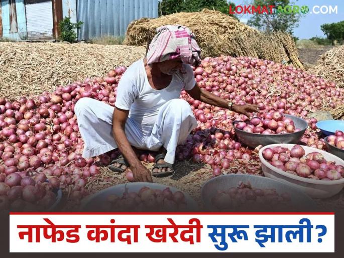 Latest News Nafed kanda kharedi Nafed onion procurement started in your area Know the details | तुमच्या परिसरात नाफेडची कांदा खरेदी सुरु झालीय का? जाणून घ्या नेमका प्रकार 