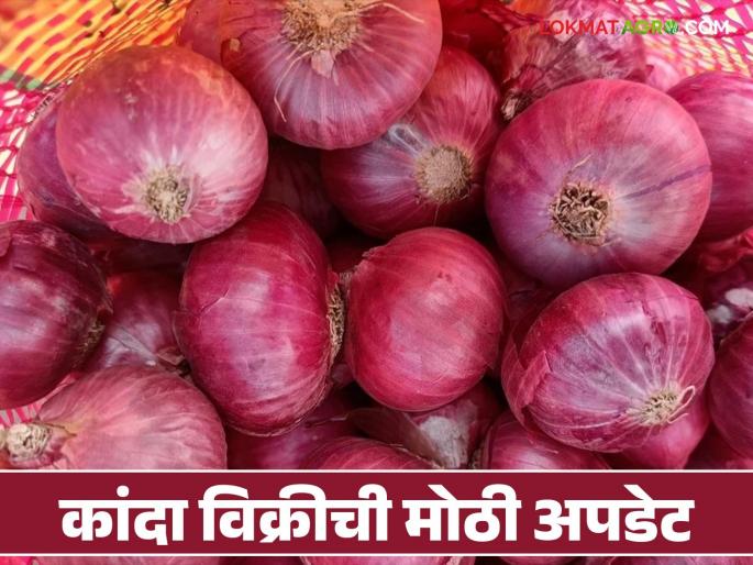Nafed Kanda: Nafed's big disclosure regarding onion sales in Maharashtra; Read in detail | Nafed Kanda : महाराष्ट्रातील कांदा विक्रीबाबत नाफेडचा मोठा खुलासा; वाचा सविस्तर Nafed Kanda: Nafed's big disclosure regarding onion sales in Maharashtra; Read in detail | Nafed Kanda : महाराष्ट्रातील कांदा विक्रीबाबत नाफेडचा मोठा खुलासा; वाचा सविस्तर
