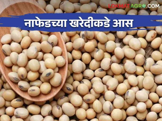 kharip hamibhav : Nafed purchased soybean from Farmers | kharip hamibhav : सोयाबीनच्या राशीला सुरूवात; नाफेडच्या खरेदीकडे शेतकऱ्यांच्या नजरा kharip hamibhav : Nafed purchased soybean from Farmers | kharip hamibhav : सोयाबीनच्या राशीला सुरूवात; नाफेडच्या खरेदीकडे शेतकऱ्यांच्या नजरा
