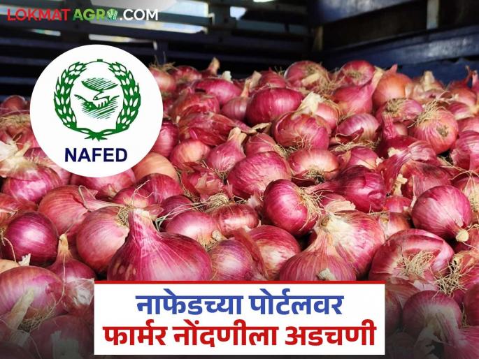 Latest News nafed kanda kharedi NAFED's Farmer Registration Portal Server Down | नाफेडच्या फार्मर नोंदणी पोर्टलचे सर्व्हर डाऊन, किती शेतकऱ्यांची नोंदणी झाली?  Latest News nafed kanda kharedi NAFED's Farmer Registration Portal Server Down | नाफेडच्या फार्मर नोंदणी पोर्टलचे सर्व्हर डाऊन, किती शेतकऱ्यांची नोंदणी झाली?