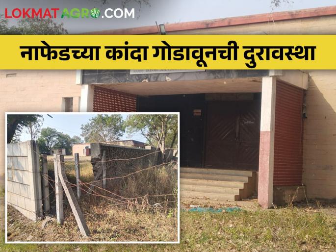 Latest News Poor condition of Nafed's Onion Godawun at Pimpalgaon Baswant | नाफेडच्या कांदा गोडावूनची दुरावस्था, स्वच्छतेसाठी सोडल्या मेंढ्या Latest News Poor condition of Nafed's Onion Godawun at Pimpalgaon Baswant | नाफेडच्या कांदा गोडावूनची दुरावस्था, स्वच्छतेसाठी सोडल्या मेंढ्या