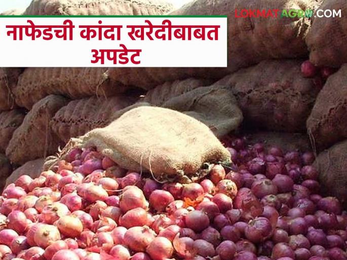 Latest News Nafed Kanda Kharedi Nafed onion procurement to start in three-four days says nashik nafed manager | Nafed Kanda Kharedi : नाफेड कांदा खरेदी याच आठवड्यात? जाणून घ्या सविस्तर Latest News Nafed Kanda Kharedi Nafed onion procurement to start in three-four days says nashik nafed manager | Nafed Kanda Kharedi : नाफेड कांदा खरेदी याच आठवड्यात? जाणून घ्या सविस्तर