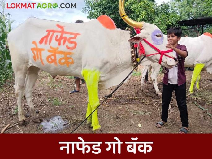 Latest news Bail Pola nafed kanda market farmer paint 'Nafed Go Back' on back of bail on Bail Pola | Bail Pola : शेतकऱ्याने बैलपोळ्याच्या दिवशी बैलाच्या पाठीवर 'नाफेड गो बॅक' असं का लिहलं? 
