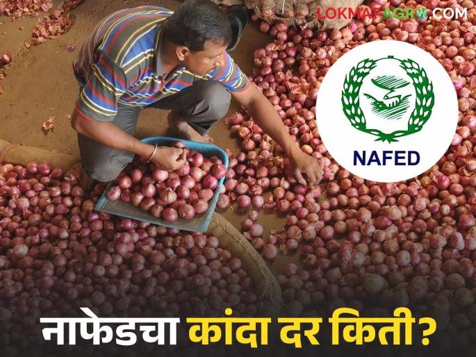 Latest news Nafed kanda kharedi Nafed's onion purchase price has been decided | Nafed Kanda Kharedi : नाफेडच्या कांदा खरेदीचा भाव ठरला? अन् बाजारात काय दर मिळतोय? Latest news Nafed kanda kharedi Nafed's onion purchase price has been decided | Nafed Kanda Kharedi : नाफेडच्या कांदा खरेदीचा भाव ठरला? अन् बाजारात काय दर मिळतोय?