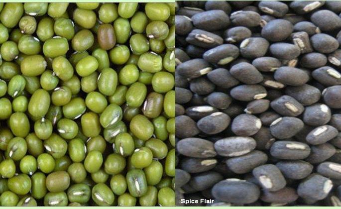 Responding to the purchase of Nafed: purchase is very low | नाफेडच्या खरेदीला प्रतिसाद मिळेना: उडिद, मुगाची खरेदी अल्प Responding to the purchase of Nafed: purchase is very low | नाफेडच्या खरेदीला प्रतिसाद मिळेना: उडिद, मुगाची खरेदी अल्प