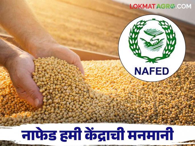 Nafed Market: Nafed guarantee center farmers looting | Nafed Market : नाफेड हमी केंद्राच्या शेतकऱ्यांची लूट; शेतकऱ्यांना मिळतोय 'हा' दर