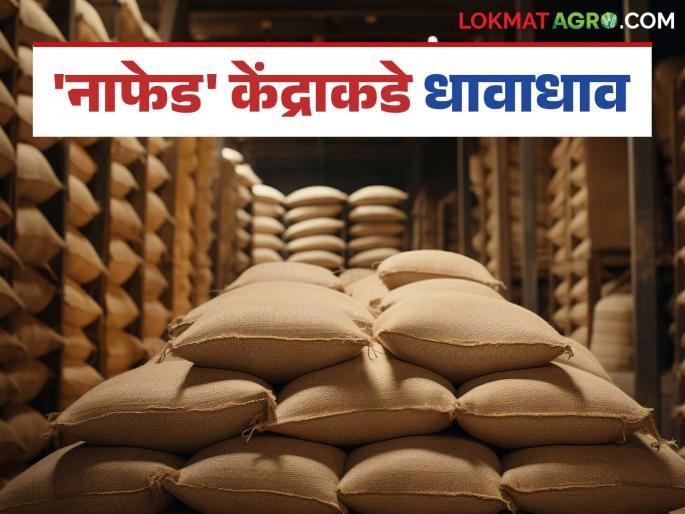 Nafed Procurement Center : Date extended; Farmers' rush continues Read in detail | Nafed Procurement Center : तारीख वाढली; शेतकऱ्यांची धावाधाव थांबेना वाचा सविस्तर Nafed Procurement Center : Date extended; Farmers' rush continues Read in detail | Nafed Procurement Center : तारीख वाढली; शेतकऱ्यांची धावाधाव थांबेना वाचा सविस्तर