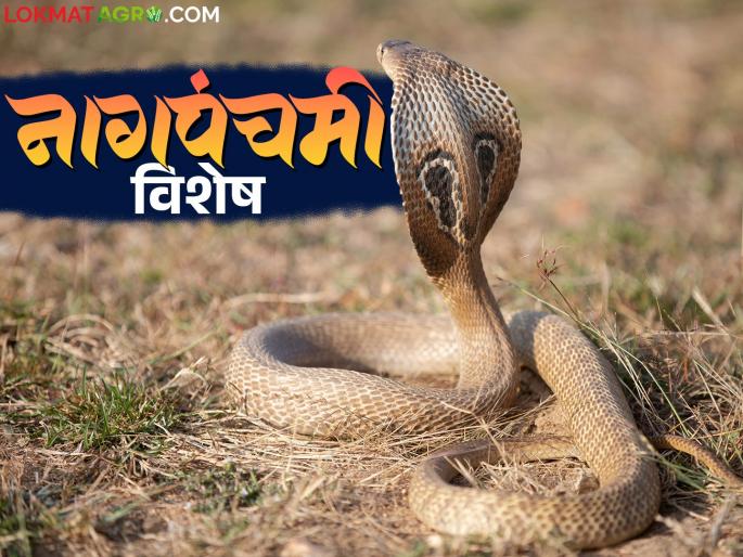 Nag Panchami 2025 : Why is Nag Panchami celebrated? What is its importance? Know in detail | Nag Panchami 2025 : नागपंचमी हा सण का साजरा केला जातो? काय आहे महत्व? जाणून घ्या सविस्तर Nag Panchami 2025 : Why is Nag Panchami celebrated? What is its importance? Know in detail | Nag Panchami 2025 : नागपंचमी हा सण का साजरा केला जातो? काय आहे महत्व? जाणून घ्या सविस्तर