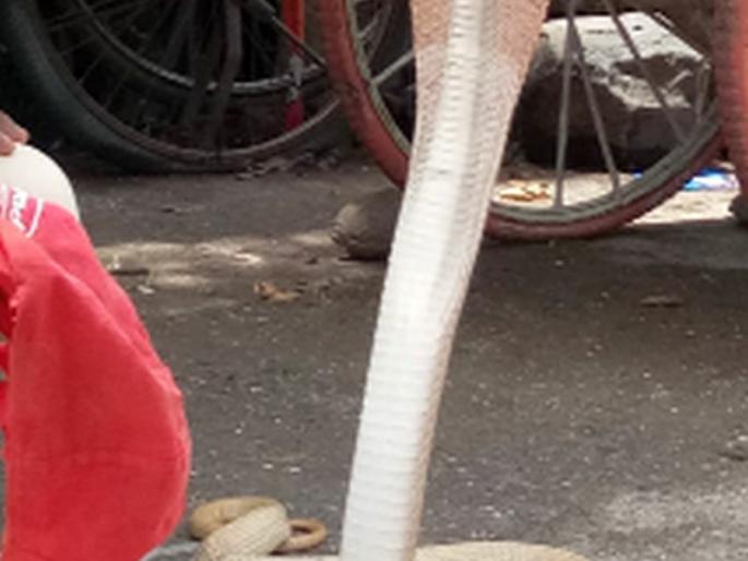 Rare snake found in Shindkheda taluka | शिंदखेडा तालुक्यात आढळला दुर्मीळ नाग