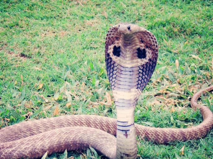 21 live snakes seen on the occasion of Naga Panchami, ban on snake games remains | Sangli: नागपंचमीनिमित्त सांगलीत भाविकांना जिवंत नागांचे दर्शन घडणार, खेळावर बंदी कायम! 21 live snakes seen on the occasion of Naga Panchami, ban on snake games remains | Sangli: नागपंचमीनिमित्त सांगलीत भाविकांना जिवंत नागांचे दर्शन घडणार, खेळावर बंदी कायम!