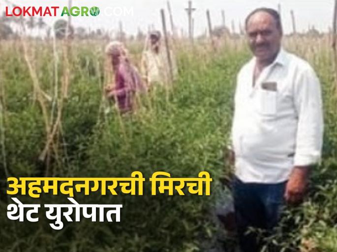 Latest news Ahmednagar farmers export green chillies to Europe 2 tonne production in 90 days | Success Story : अहमदनगरच्या मिरचीचा ठसका थेट युरोपात; नव्वद दिवसांत २ टन उत्पादन कसं घेतलं?  Latest news Ahmednagar farmers export green chillies to Europe 2 tonne production in 90 days | Success Story : अहमदनगरच्या मिरचीचा ठसका थेट युरोपात; नव्वद दिवसांत २ टन उत्पादन कसं घेतलं?