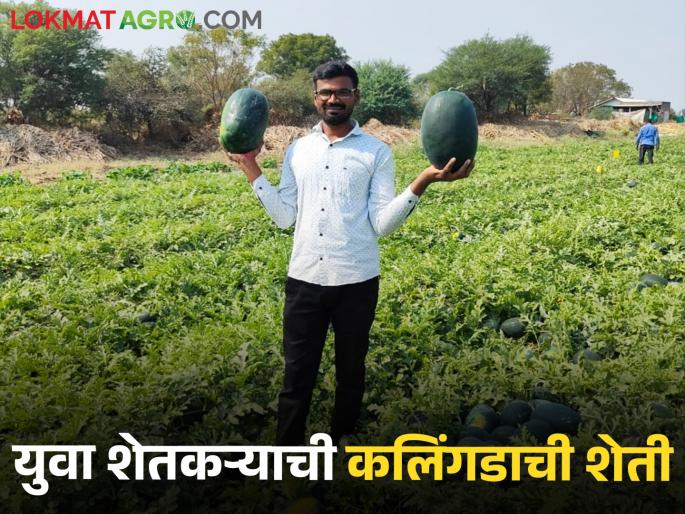 A young farmer cultivated Kalingad on barren land, Kalingad of the city reached West Bengal | युवा शेतकऱ्याने नापीक जमिनीवर पिकवले कलिंगड, नगरचे कलिंगड पोहचले पश्चिम बंगालला A young farmer cultivated Kalingad on barren land, Kalingad of the city reached West Bengal | युवा शेतकऱ्याने नापीक जमिनीवर पिकवले कलिंगड, नगरचे कलिंगड पोहचले पश्चिम बंगालला