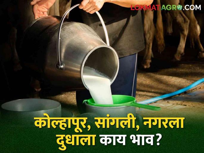 Latest News What is the price of milk in Kolhapur, Sangli, Ahmednagar districts? Read in detail  | Milk Price : कोल्हापूर, सांगली, अहमदनगर जिल्ह्यात दुधाला काय भाव मिळतोय? वाचा सविस्तर  Latest News What is the price of milk in Kolhapur, Sangli, Ahmednagar districts? Read in detail  | Milk Price : कोल्हापूर, सांगली, अहमदनगर जिल्ह्यात दुधाला काय भाव मिळतोय? वाचा सविस्तर