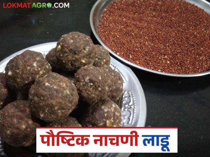 Latest News Demand for Nagli laddus has increased, make Nagli laddus at home see Details | Nagali Ladu : नागलीच्या लाडूंना मागणी वाढली, असे बनवा घरच्या घरी नागलीचे लाडू ! Latest News Demand for Nagli laddus has increased, make Nagli laddus at home see Details | Nagali Ladu : नागलीच्या लाडूंना मागणी वाढली, असे बनवा घरच्या घरी नागलीचे लाडू !
