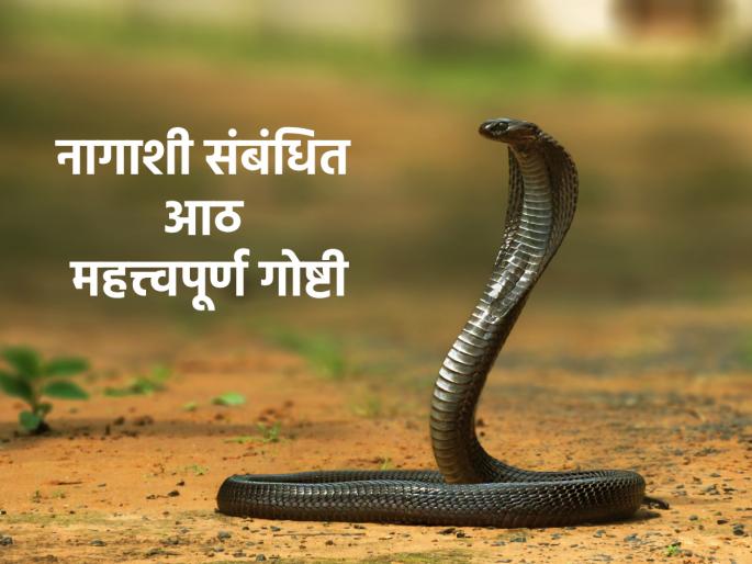 Nag Panchami 2023: Know eight important things related to Snake and avoid 'these' mistakes this Nag Panchami! | Nag Panchami 2023: नागाशी संबंधित आठ महत्त्वाच्या गोष्टी जाणून घ्या आणि नागपंचमीला 'या' चुका टाळा! Nag Panchami 2023: Know eight important things related to Snake and avoid 'these' mistakes this Nag Panchami! | Nag Panchami 2023: नागाशी संबंधित आठ महत्त्वाच्या गोष्टी जाणून घ्या आणि नागपंचमीला 'या' चुका टाळा!